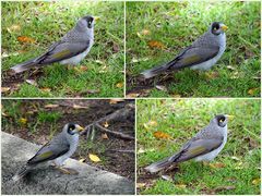 ..Noisy Miner 2..