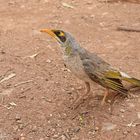 Noisy Miner