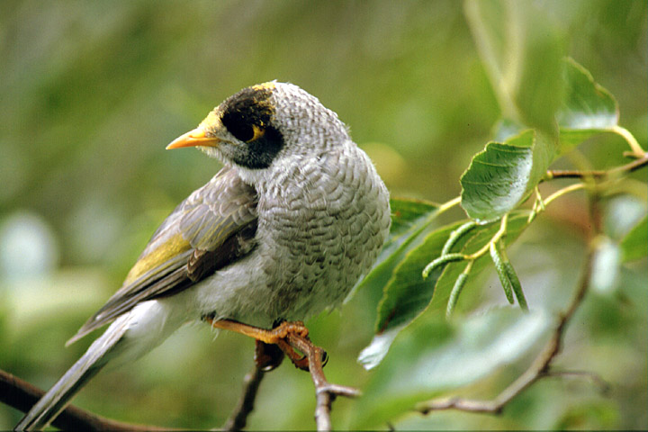 Noisy Miner