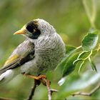 Noisy Miner