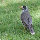 Noisy Miner