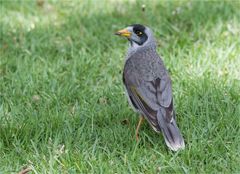 Noisy Miner