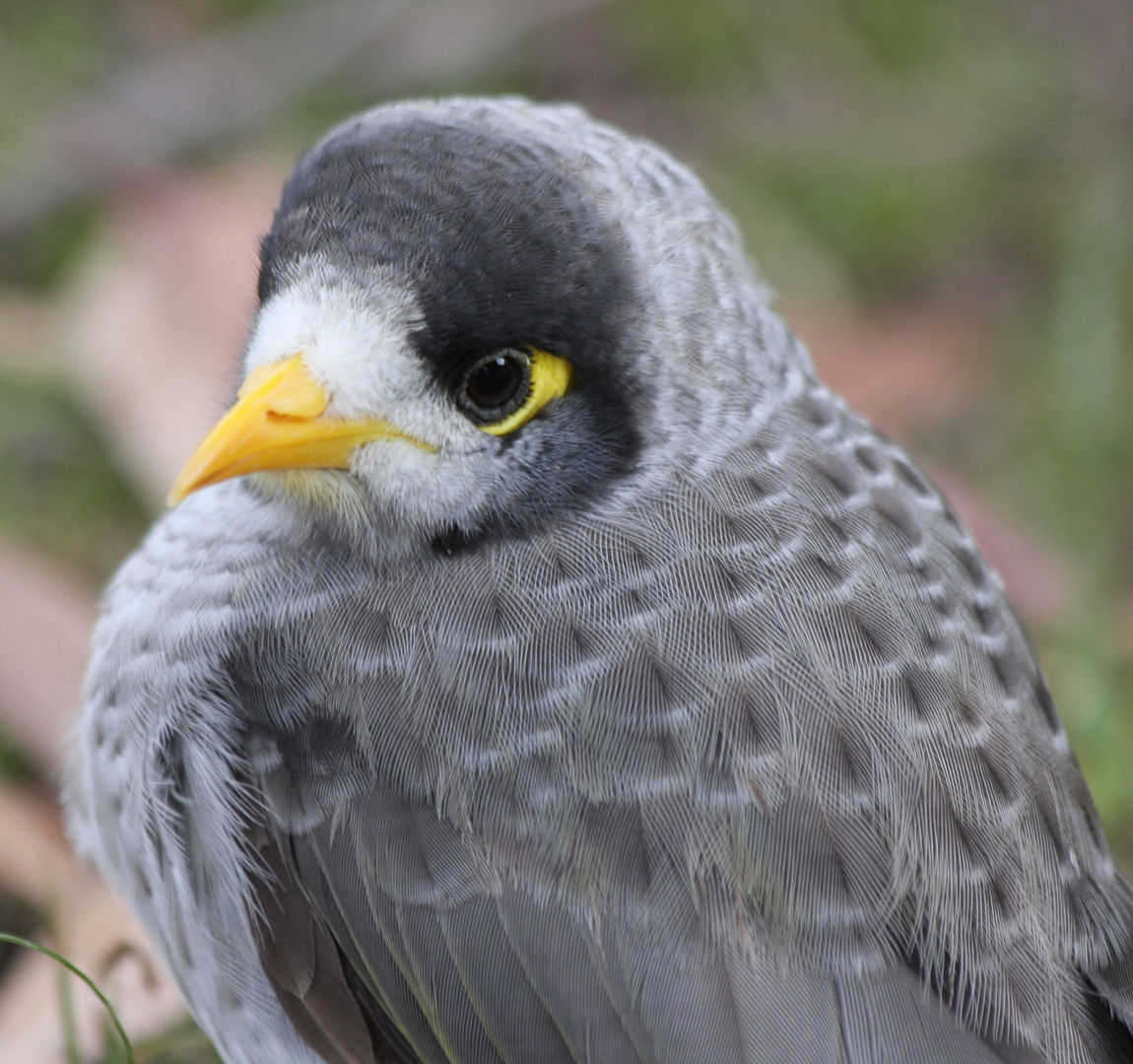 NOISY MINER . Gedankenverloren