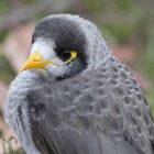 NOISY MINER . Gedankenverloren