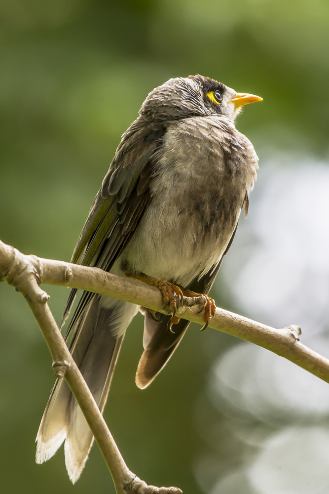 Noisy Miner im Profil