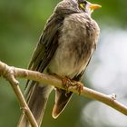 Noisy Miner im Profil