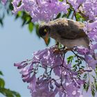 Noisy Miner in a jacaranda