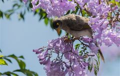 Noisy Miner in a jacaranda