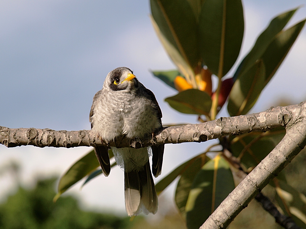 Noisy Miner wärmt sich in der Sonne