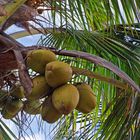 Noix de coco en bord de mer