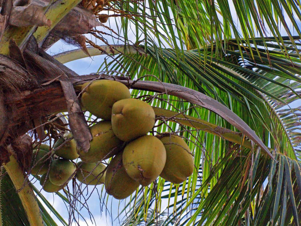 Noix de coco en bord de mer