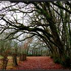 NOËL - en - PERIGORD -2016 - 15 -