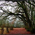 NOËL - en - PERIGORD -2016 - 15 -