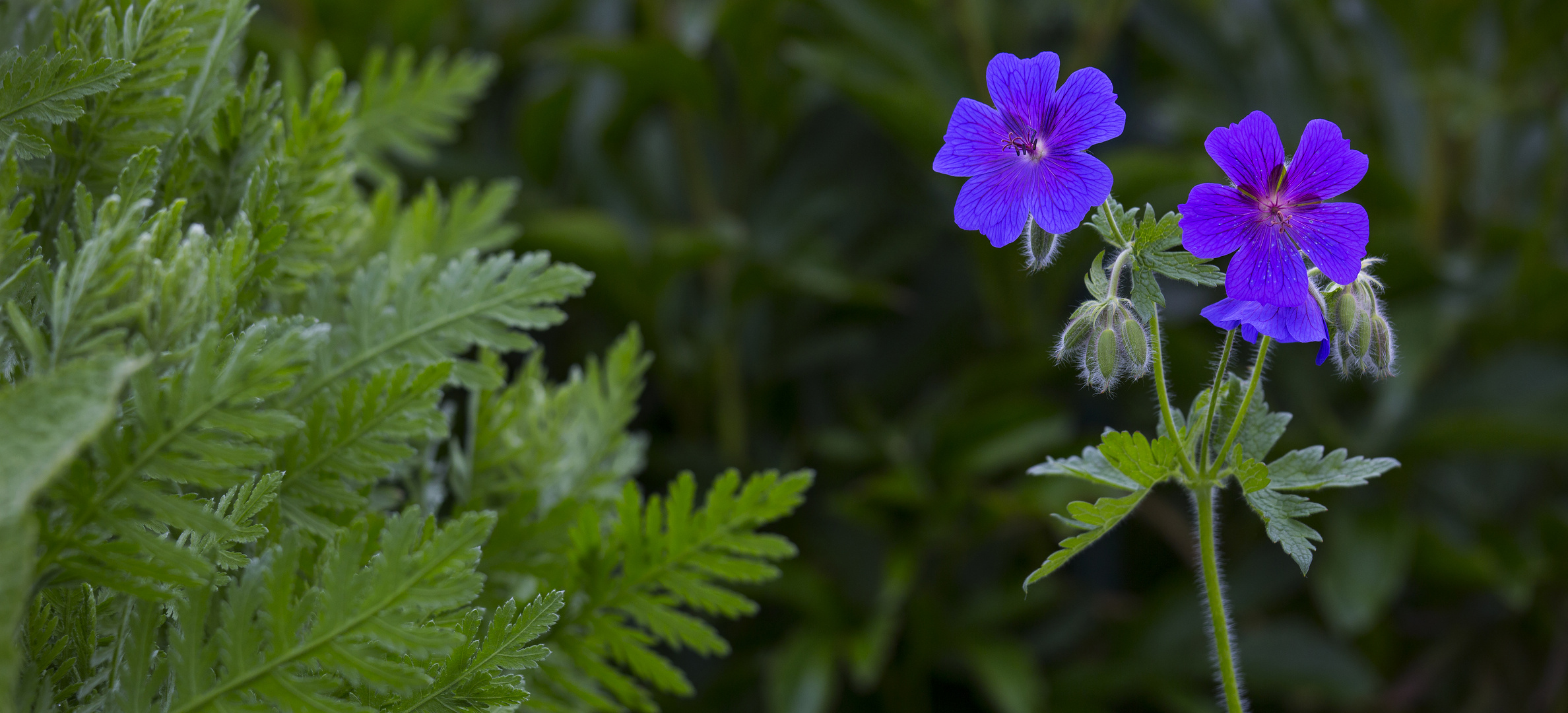 Noldes blaue Geranien