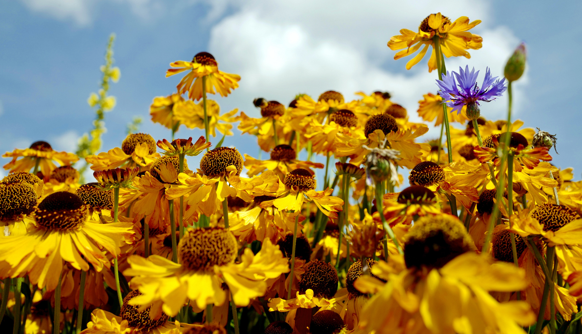 Noldes Garten 