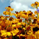Noldes Garten 