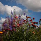 Noldes Garten im Juli