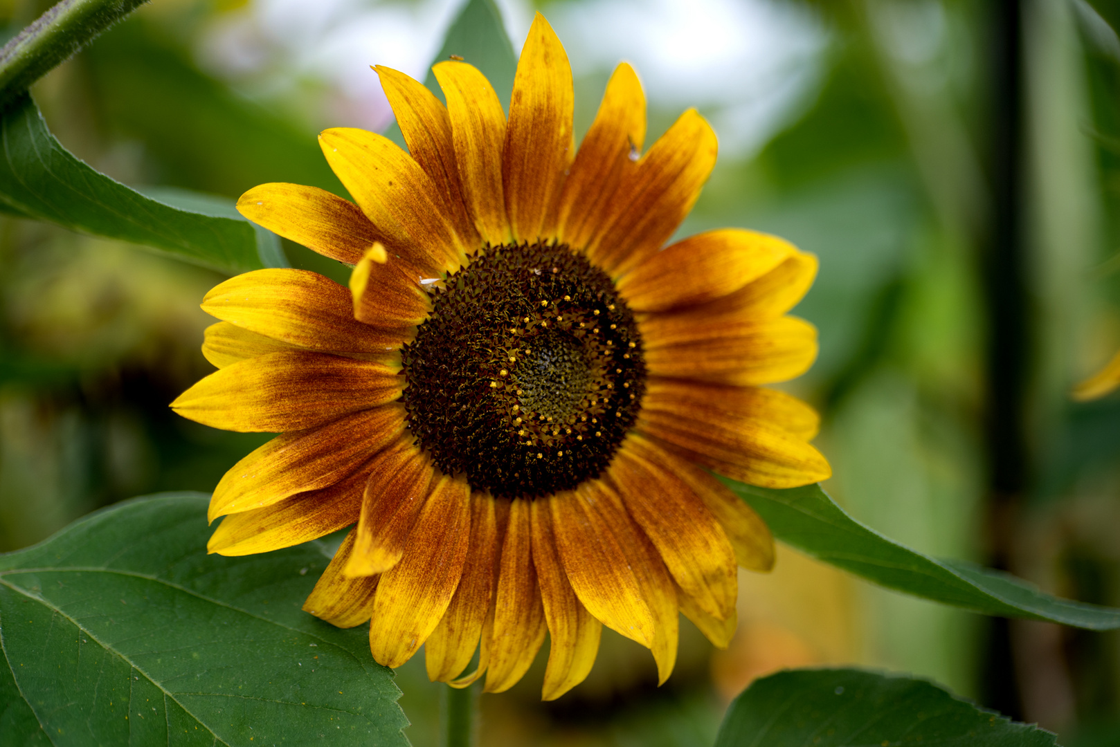 Noldes Garten in Seebüll