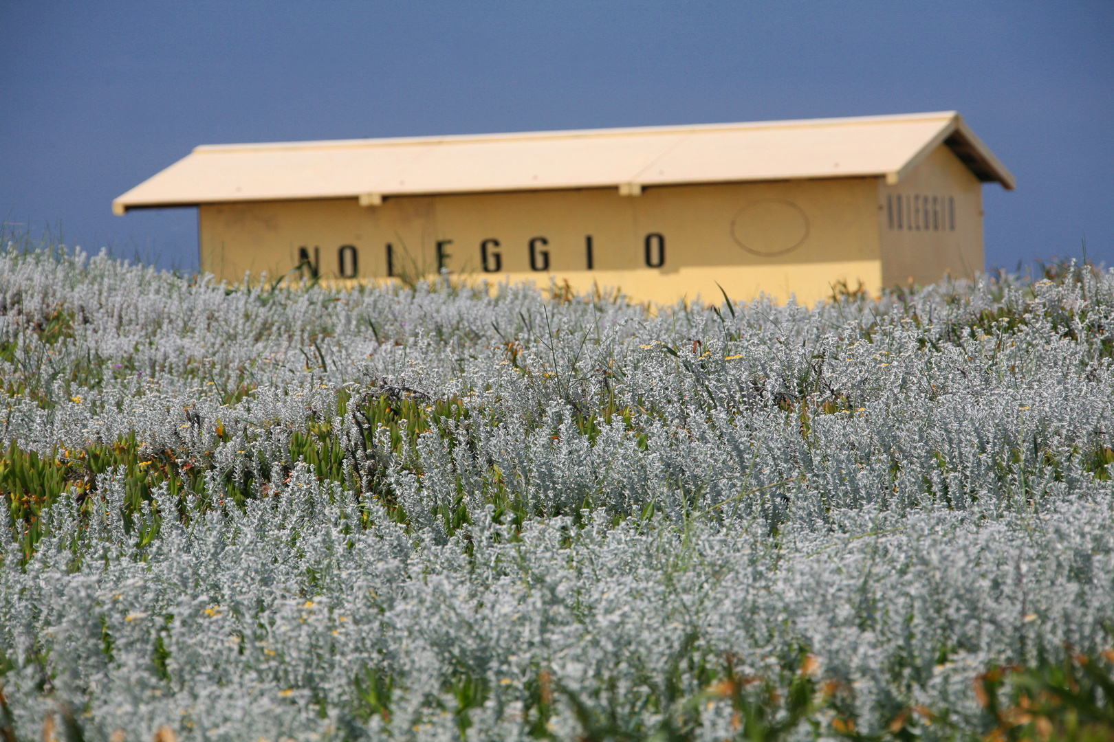 Noleggio