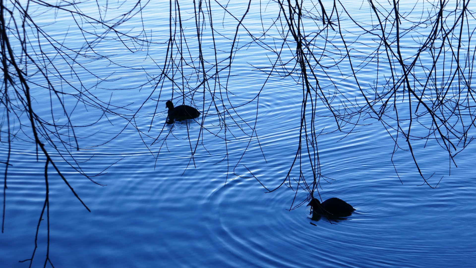 Noli turbare circulos meos. Foto & Bild tiere, wildlife, wild lebende vögel Bilder auf