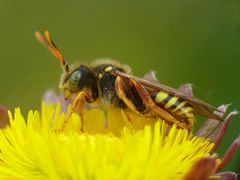 Nomada