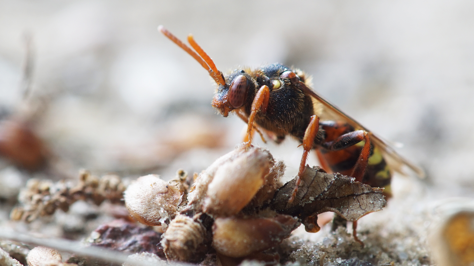 Nomada