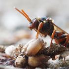 Nomada