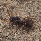 Nomada alboguttata w