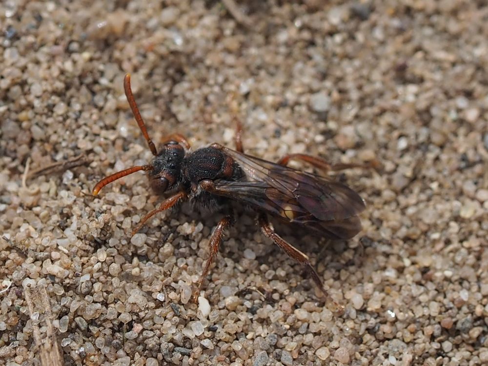 Nomada alboguttata w