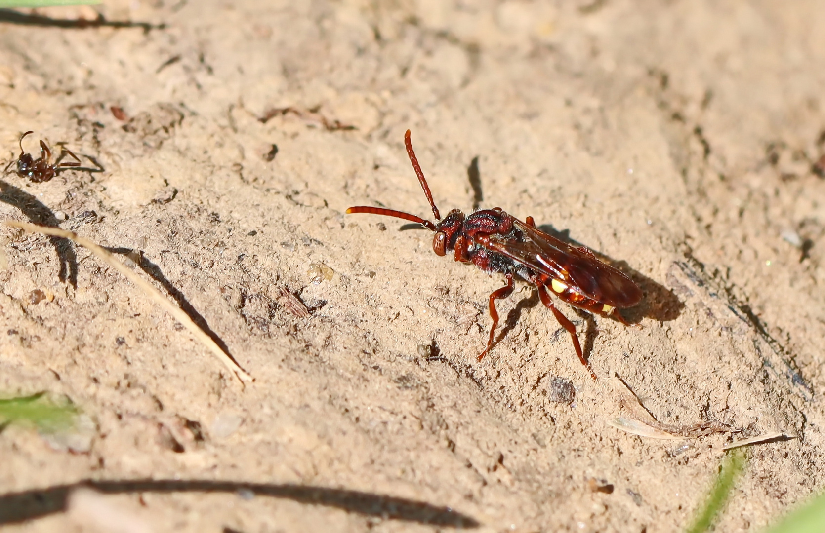 Nomada alboguttata,Weissfleckige Wespenbiene