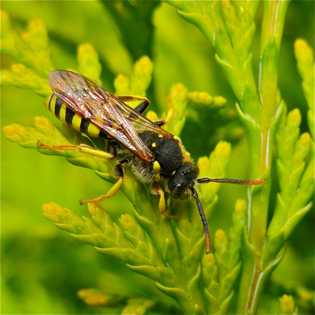 Nomada-Art (Wespenbiene), N. goodeniana, 19.4.2012, Düsseldorf  - Gerdt Gingko danke fürs Bestimmen