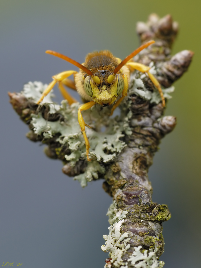 Nomada bifida