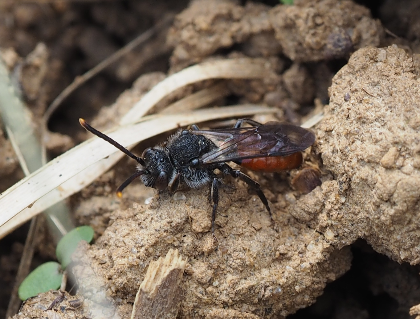 Nomada fabriciana