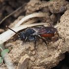 Nomada fabriciana