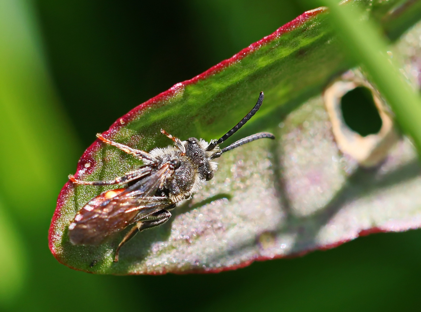 Nomada fabriciana_m