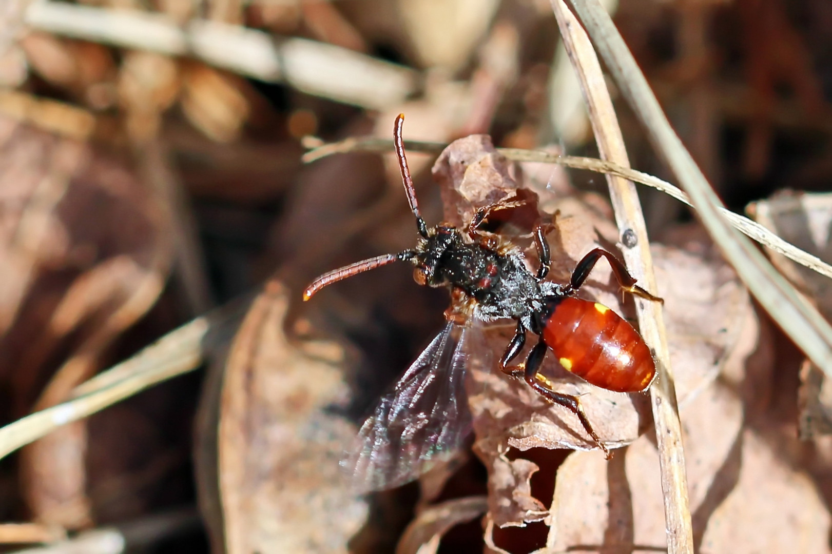 Nomada ferruginata