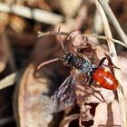 Nomada ferruginata