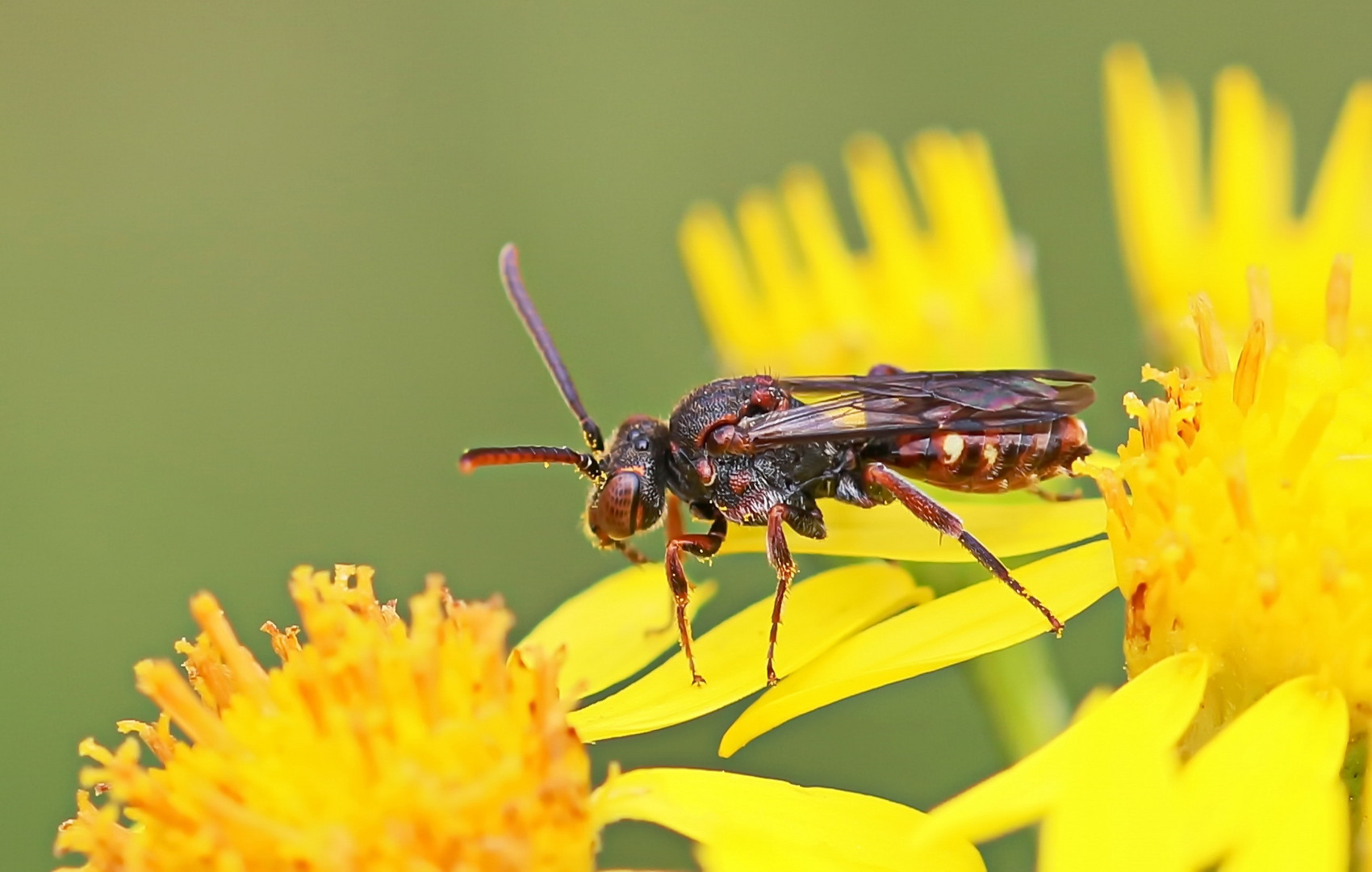 Nomada flavoguttata