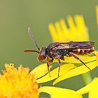 Nomada flavoguttata