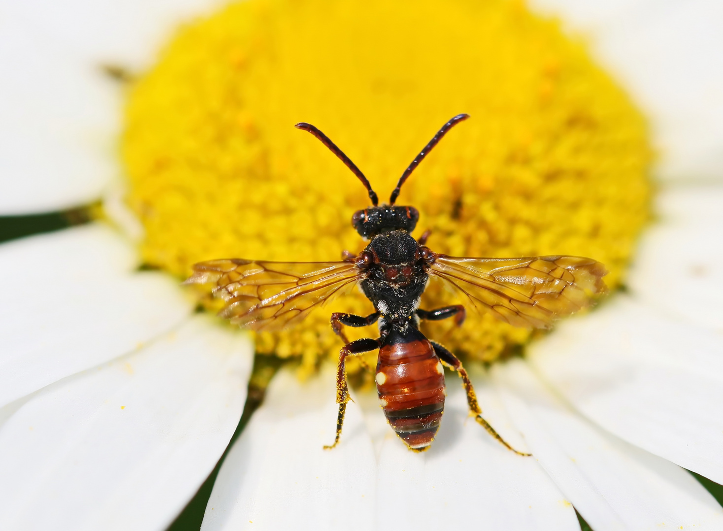 Nomada flavoguttata