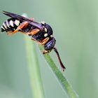 Nomada flavopicta