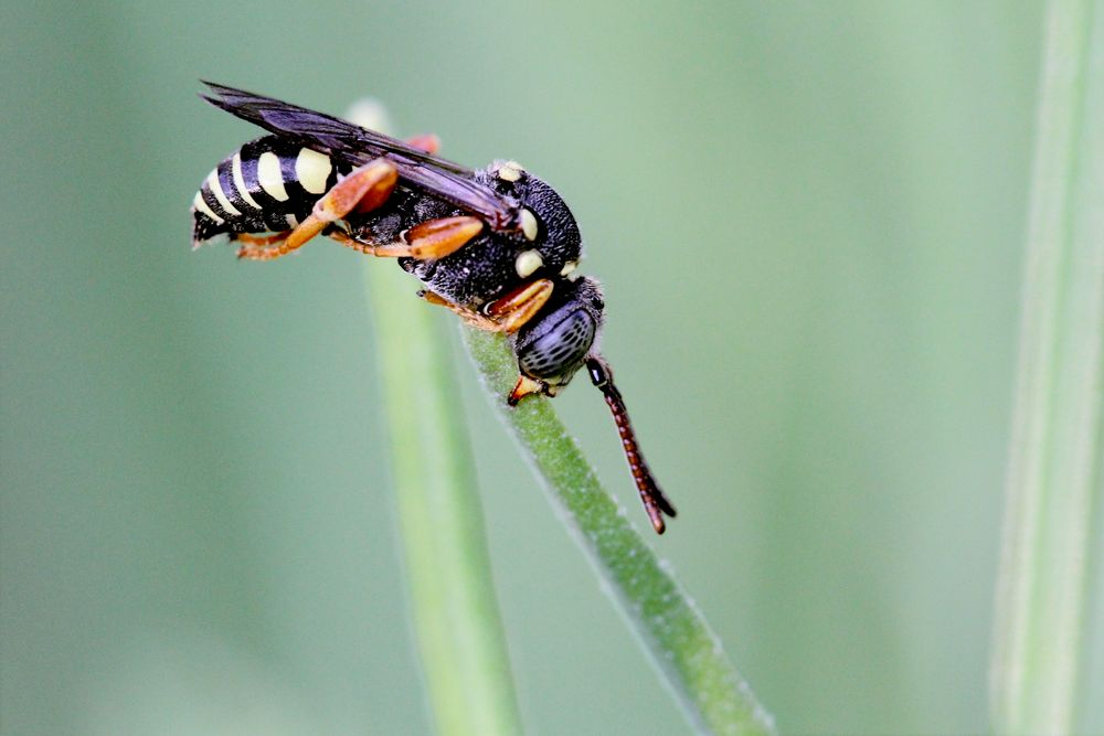 Nomada flavopicta