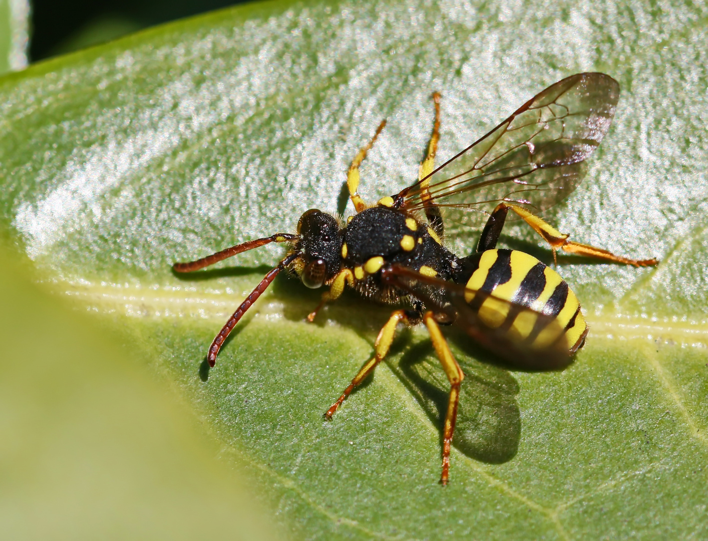 Nomada flavopicta