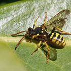 Nomada flavopicta