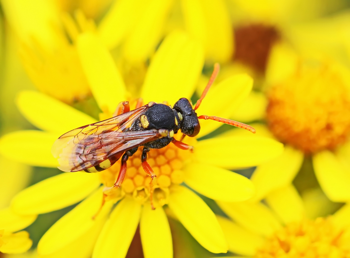 Nomada fucata