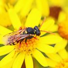 Nomada fucata