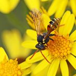 Nomada fucata,Weibchen