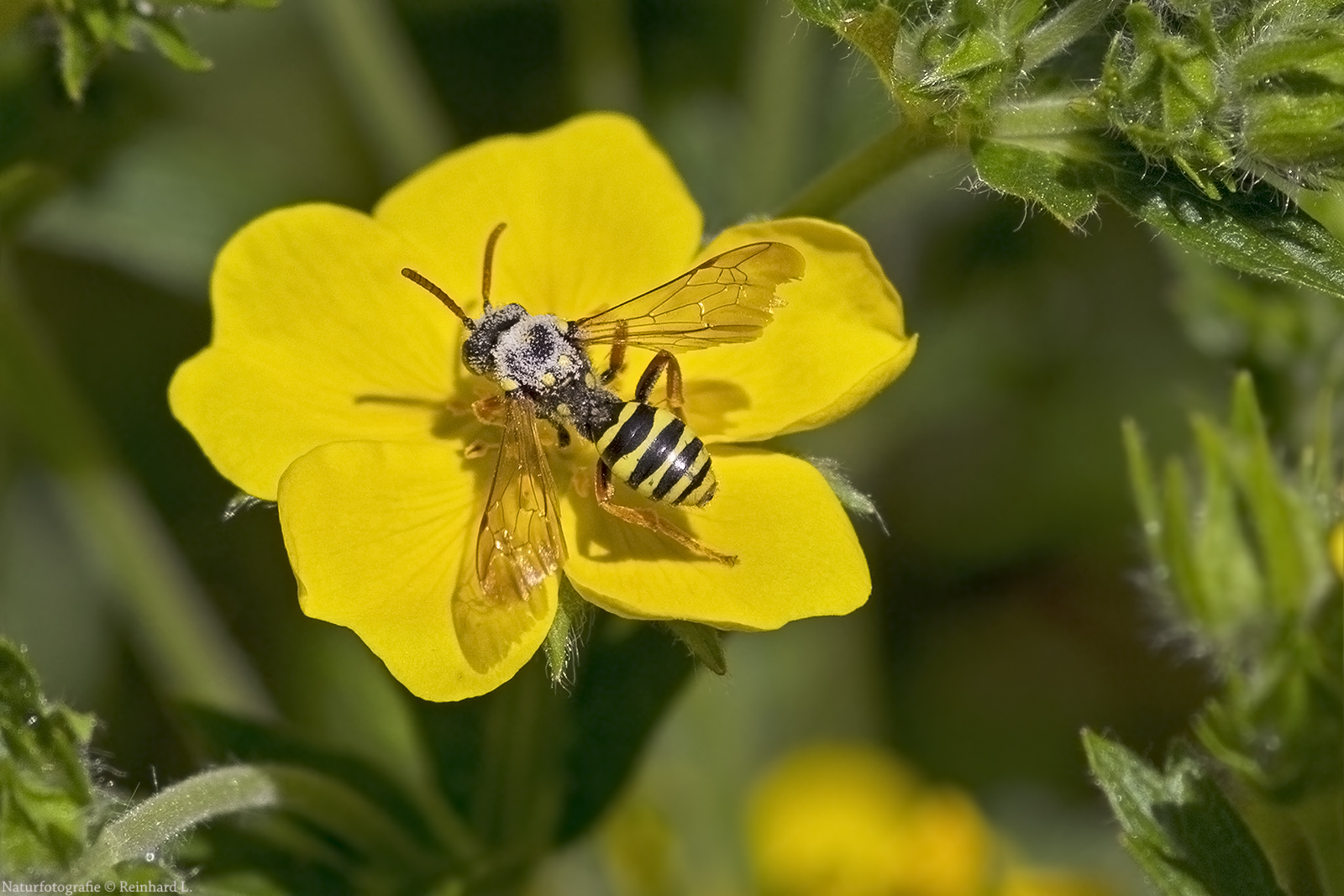 Nomada goodeniana 