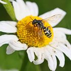 Nomada goodeniana