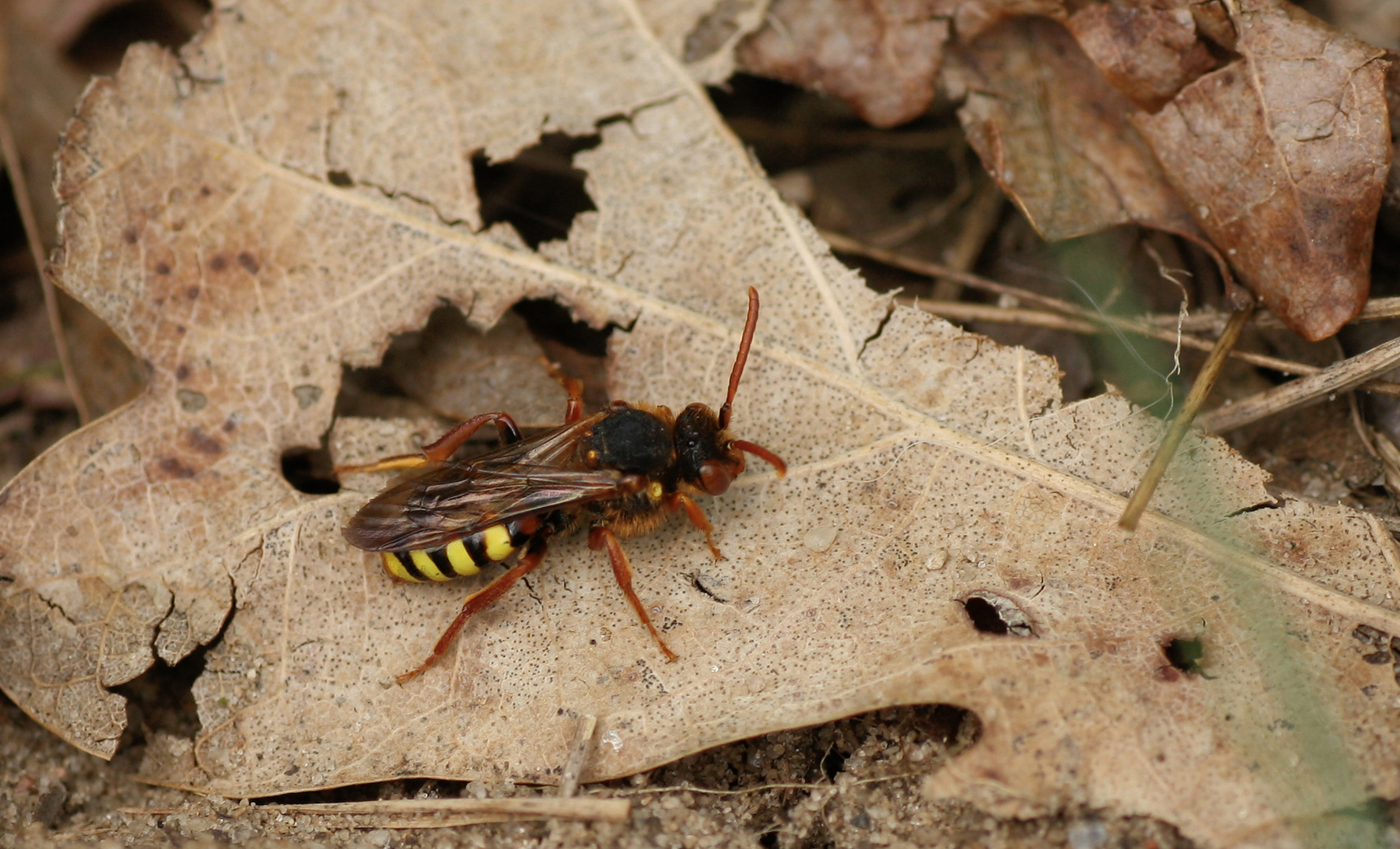 Nomada lathburiana